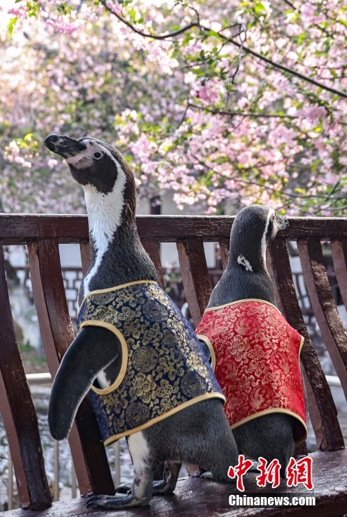 Penguin Pakai Sut Tang, Nikmati Musim Bunga di Nanjing