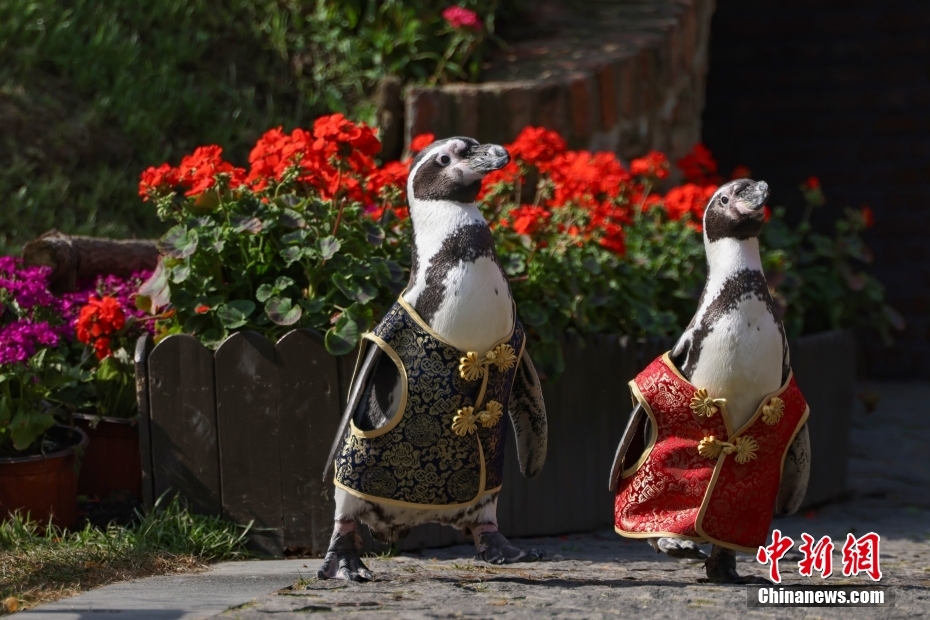 Penguin Pakai Sut Tang, Nikmati Musim Bunga di Nanjing