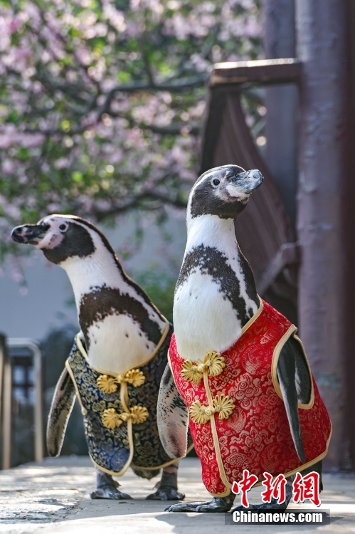 Penguin Pakai Sut Tang, Nikmati Musim Bunga di Nanjing