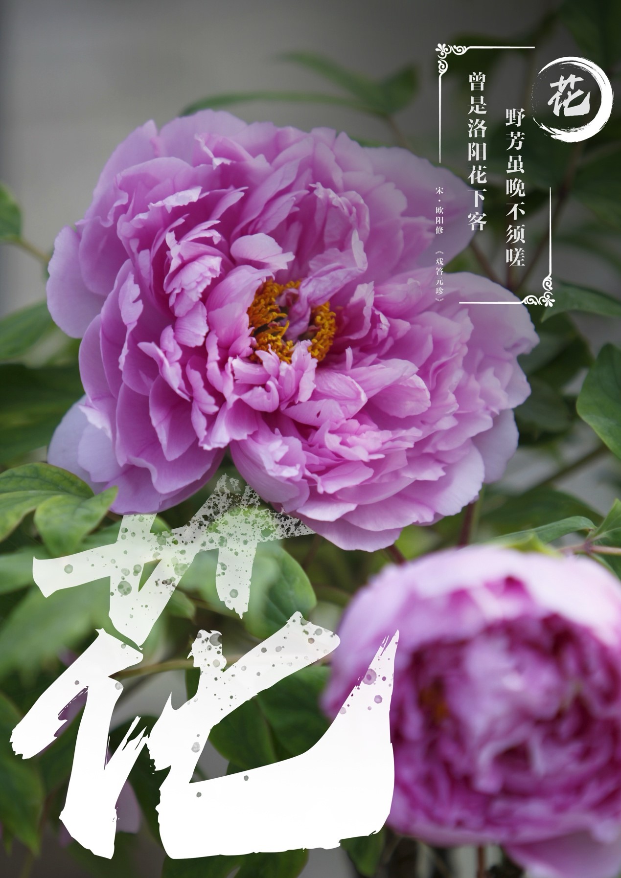 Bunga Mekar Penuh: Bunga Peony Luoyang
