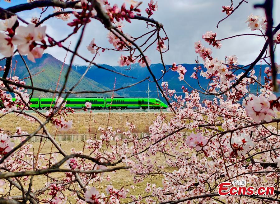Kereta api laju Fuxing melintasi bunga-bunga pic ketika melalui laluan Lhasa-Nyingchi di Wilayah Autonomi Xizang, barat daya China pada 7 April, 2024. (Foto: China News Service/Ma Shengming)