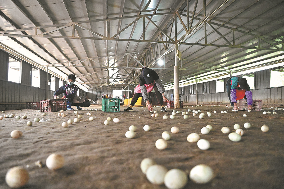 Pekerja mengumpul telur itik laut di sebuah ladang di daerah Hepu, wilayah autonomi Guangxi Zhuang. (Zhang Zhuowen/Xinhua)