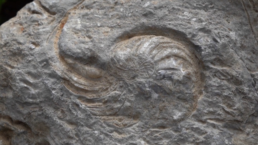 Sebuah hutan batu kapur terumbu fosil yang jarang ditemui dengan himpunan fosil hidupan laut yang pelbagai ditemukan di bandar Lichuan, daerah autonomi Enshi Tujia dan Miao, di provinsi Hubei baru-baru ini. (China Daily/Ning Qiong)
