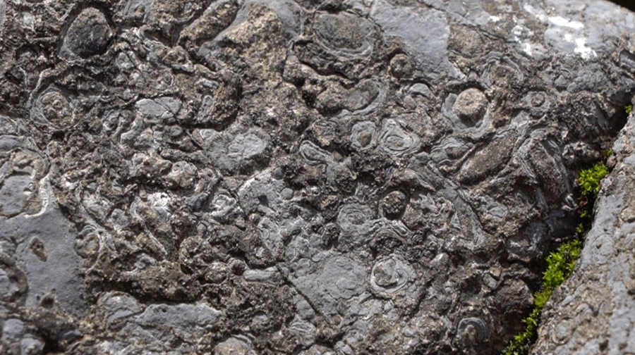 Fosil Hidupan Laut Purba Ditemukan di Hubei