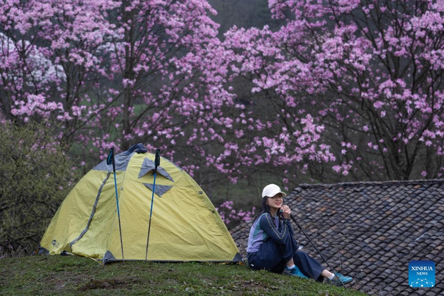 Seorang pelancong melakukan gaya ketika bergambar di bawah bunga magnolia yang bermekaran di kampung Cangwangzhai, kota Yongsheng, Jiangyou, provinsi Sichuan, barat daya China pada 13 April 2024. (Xinhua/Jiang Hongjing)