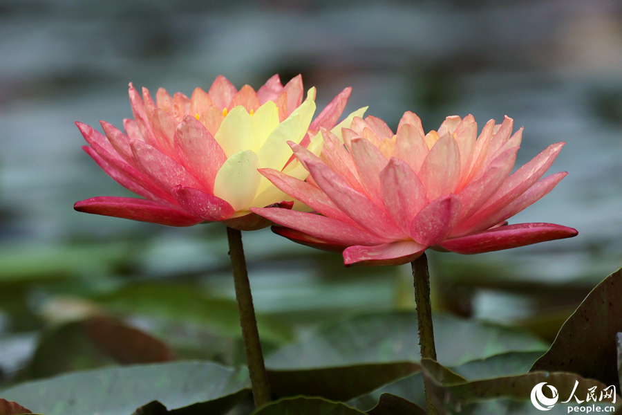 Bunga Teratai Dua Warna Bermekaran di Xiamen