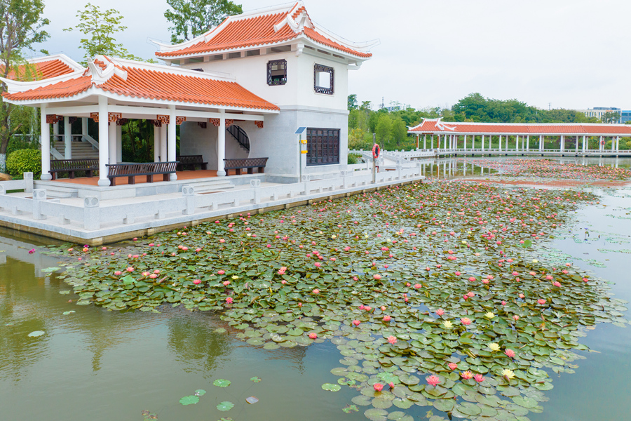 Bunga Teratai Dua Warna Bermekaran di Xiamen
