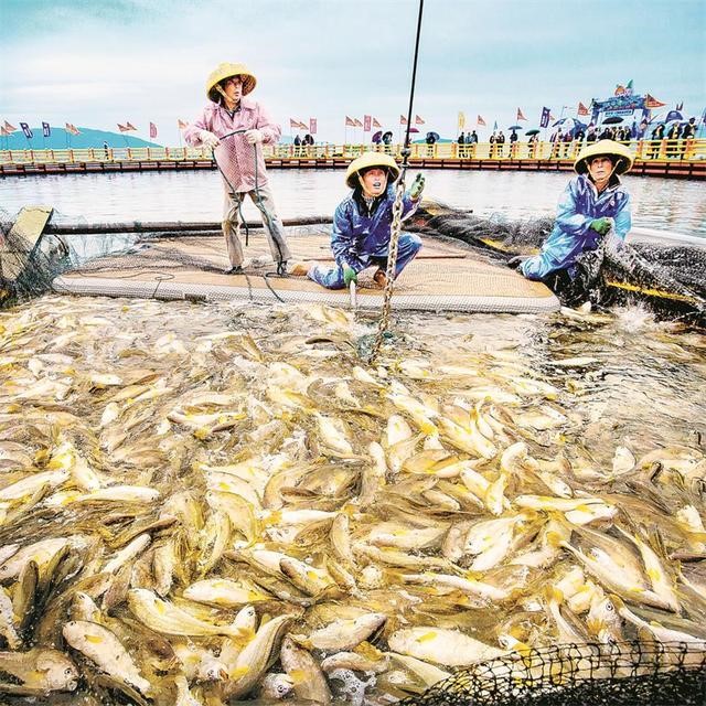  Penternak menangkap ikan gelama kuning di Guanjingyang, Ningde, provinsi Fujian. (Foto ihsan pusat media bersepadu daerah Jiaocheng)