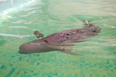 Video: Ikan Lumba-lumba Bionik di Shenyang