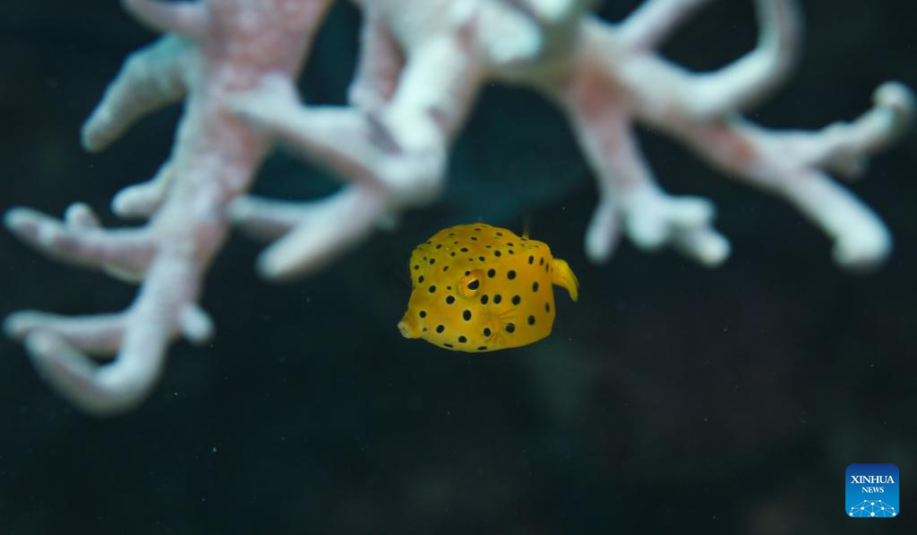 Ladang Laut Pulau Wuzhizhou di Sanya, Hainan