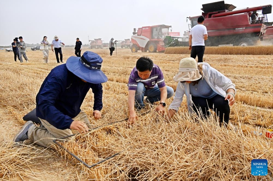 Juruteknik menyukat kerugian daripada penuaian bermesin di sebuah ladang gandum di pekan Dachang, Kawasan Baharu Xihai’an, bandar Qingdao, provinsi Shandong, timur China, 11 Jun 2024. (Xinhua/Li Ziheng)