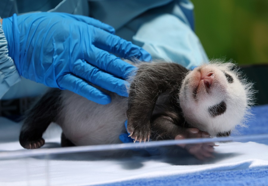 Genap Umur Setahun, Anak Panda Dirai Besar-besaran di Guangzhou