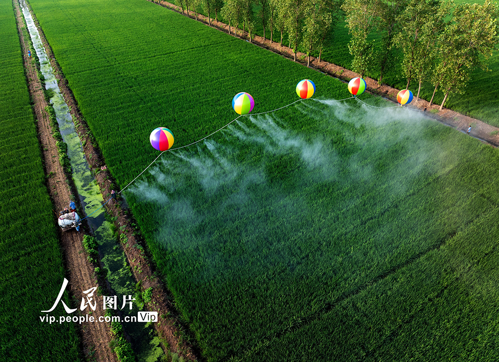 Foto ini memperlihatkan petani menyembur penggalak tanaman, Gibberellic Acid di sawah padi menggunakan belon hidrogen di di Suqian, provinsi Jiangsu, timur China.Difahamkan, cara ini menjimatkan masa dan tenaga tanpa menjejaskan pertumbuhan anak benih.