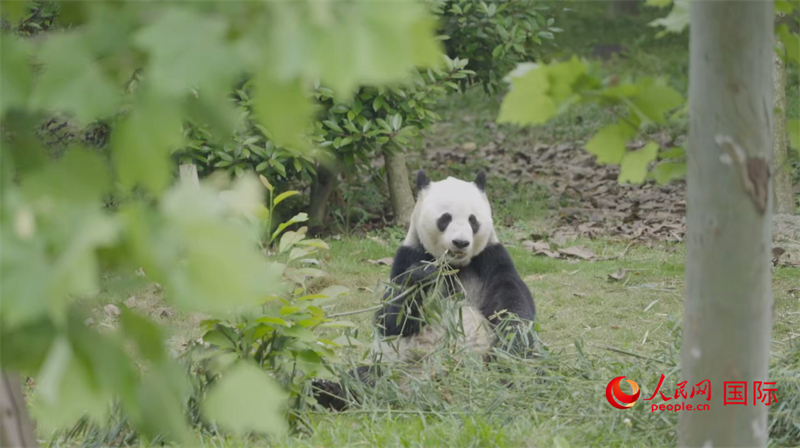 Foto menunjukkan seekor panda di Pangkalan Penyelidikan Chengdu Pembiakan Panda Gergasi. (People’s Daily Online/Zhang Rong)