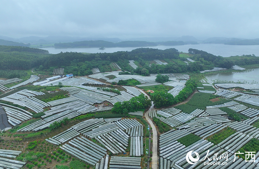 Kampung Kecil di Guangxi Dilimpahi Tuaian Anggur