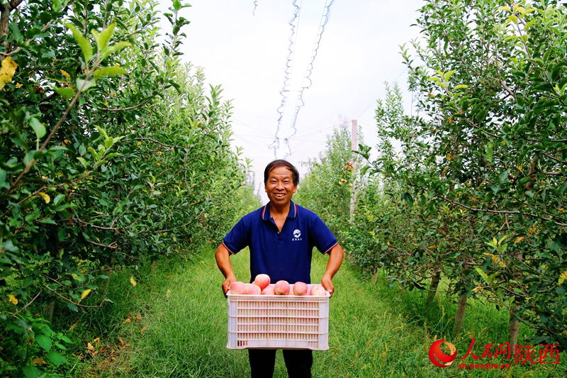 Rantingnya Penuh dengan Epal dan Petani Buah Gembira dengan Hasil Tuaian