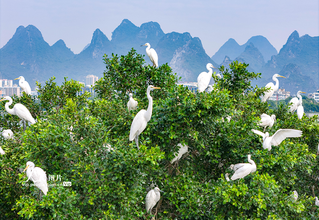 Kawanan bangau putih dilihat hinggap dan bertenggek di dahan pokok di Taman Tasik Ailianhu di Hezhou, wilayah Guangxi, barat daya China pada 7 Oktober. (vip.people.com.cn/Li Haotu)