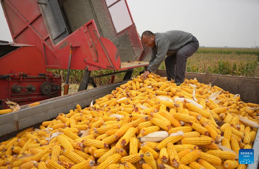 Seorang petani memunggah jagung yang dituai di pekan Deping, kaunti Linyu, provinsi Shandong, timur China, 9 Oktober 2024. Tempoh menuai bijiran musim gugur telah bermula di seluruh negara. (Xinhua/Xu Suhui)