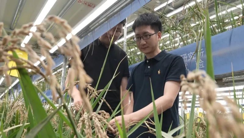 Penyelidik di Institut Pertanian Bandar (IUA) Akademi Sains Pertanian China (CAAS) memerhatikan pertumbuhan padi pada asas pembiakan pantas di Hotan, wilayah autonomi Uygur Xinjiang China. (Foto ihsan pusat media wilayah Hotan)
