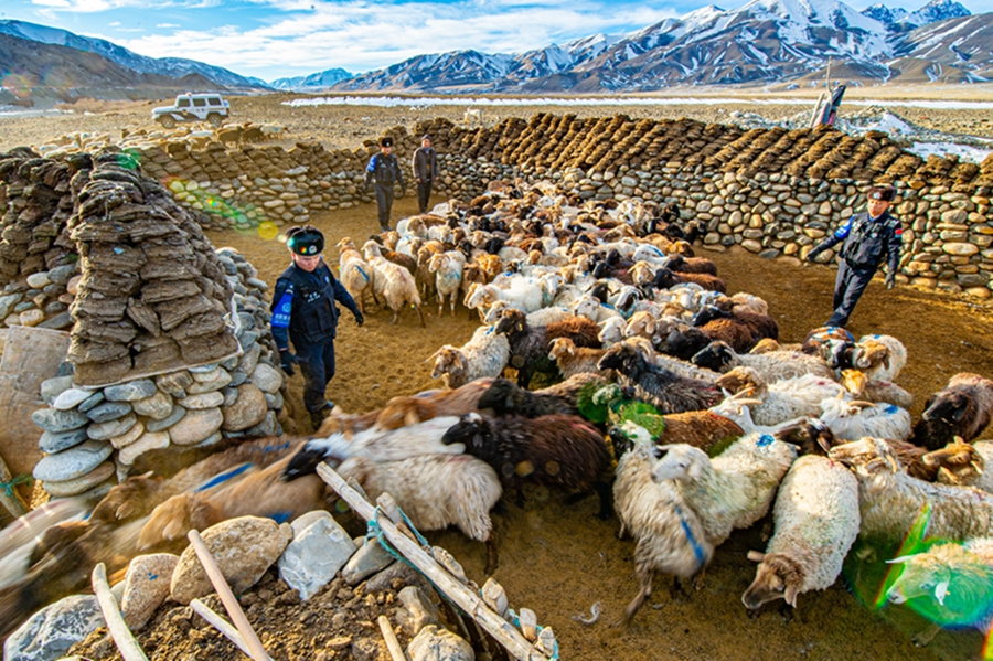 Polis di Xinjiang Bantu Penggembala Pindahkan Ternakan Dari Padang Rumput