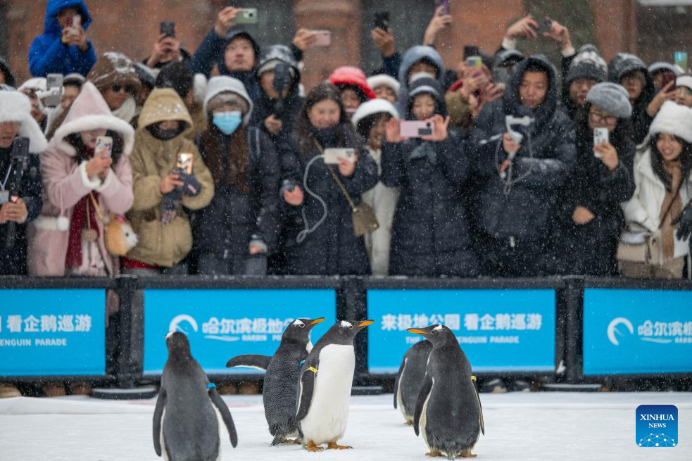 Perarakan Penguin di Harbin!
