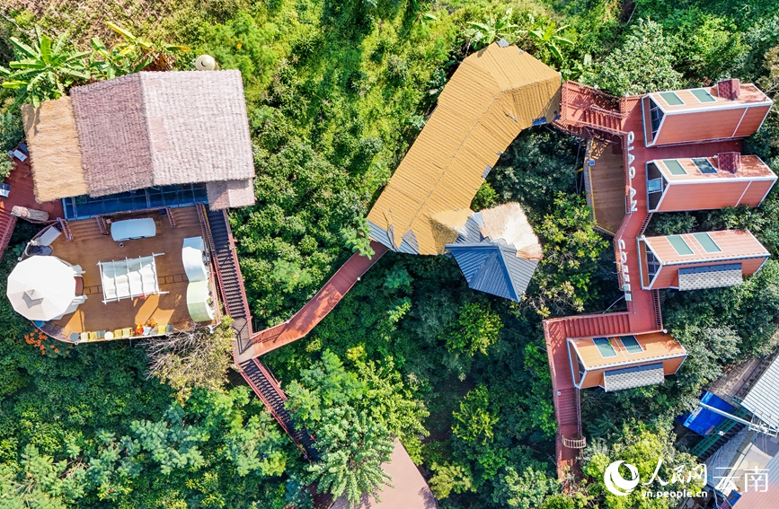Yunnan Masuk Musim Tuai Kopi 74 Kilometer Persegi