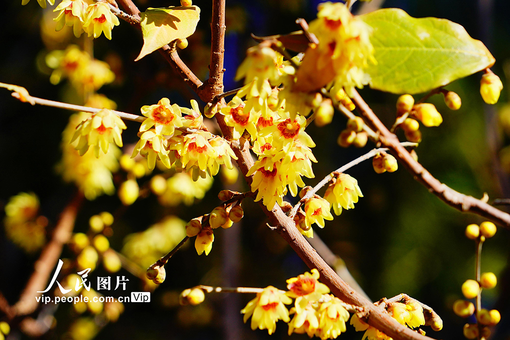 Bunga Wintersweet Berkembang Mekar di Kuil Wofo Beijing