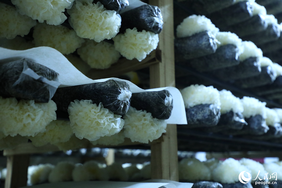 Tremella fuciformis ditanam di sebuah bangsal cendawan. ( People's Daily Online/Li Yiyi)