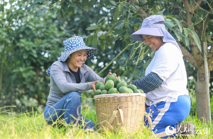 Menglian Hasilkan Lebih 80 Peratus Avokado di China