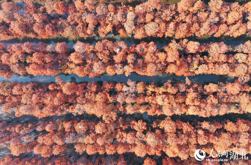 Foto ini memaparkan keindahan pemandangan musim sejuk  hutan pokok sipres di rizab alam semula jadi tersebut. (People’s Daily Online/Wang Guoji)