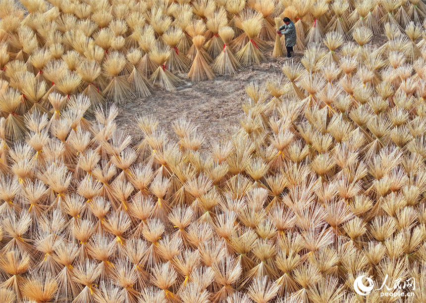 Foto ini memaparkan pemandangan petani yang sedang mengeringkan sutera buluh. (People’s Daily Online/Zhu Haipeng)