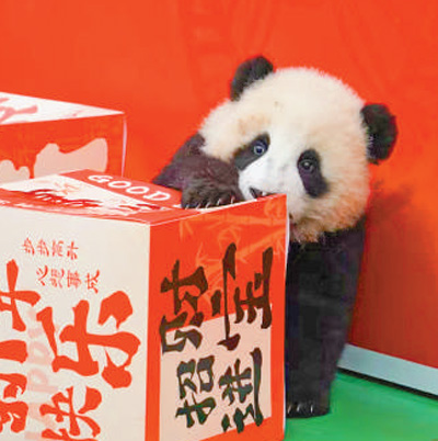 Seekor anak panda membuat penampilan sulungnya semasa acara sambutan Festival Musim Luruh di Tapak Penyelidikan Pembiakan Panda Gergasi Chengdu pada 2025. (Foto ihsan Tapak Penyelidikan Pembiakan Panda Gergasi Chengdu)