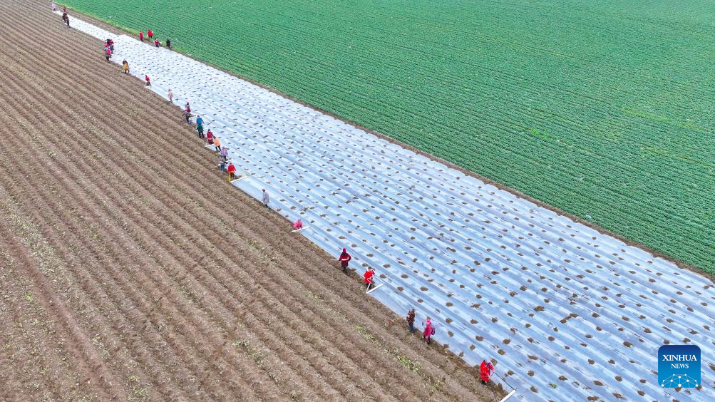 Foto sudut udara bertarikh 18 Februari 2025 ini memaparkan penduduk kampung sedang menyemai biji benih jagung dan menyungkup sebuah ladang di Kampung Buying, Kaunti Pengxi, Bandar Suining, di Provinsi Sichuan. (Oleh Liu Changsong)