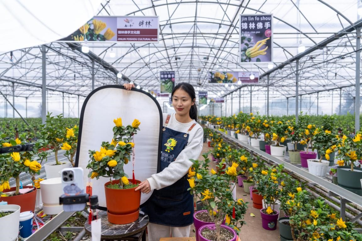 Seorang pencetus pertanian sedang menjual bonsai melalui strim langsung di rumah hijau di daerah Jindong, Jinhua, Provinsi Zhejiang di timur China, 9 Disember 2024. (People's Daily Online/Yang Meiqing)