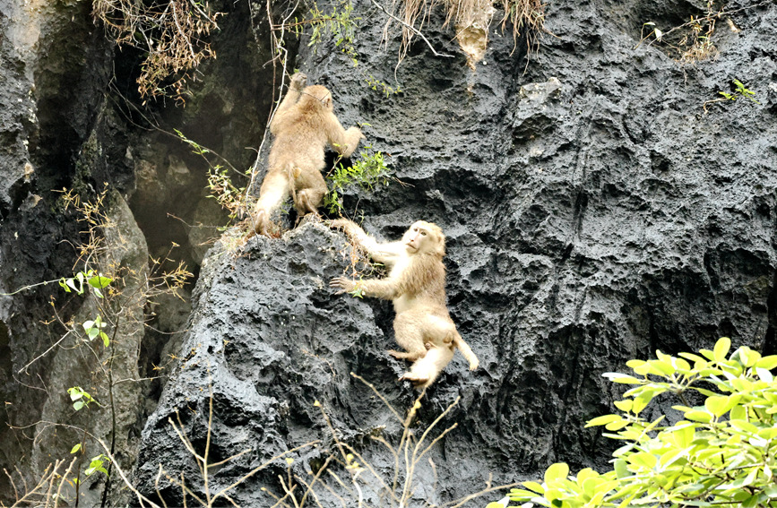 Foto kera Assam sedang memanjat cenuram di Rizab Alam Semula Jadi Kebangsaan Encheng di kaunti Daxin, bandar Chongzuo, Wilayah Autonomi Zhuang Guangxi di selatan China.