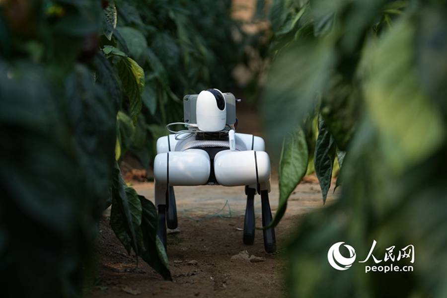 Satu anjing robot yang dikuasakan oleh AI sedang membuat pemeriksaan tentang keadaan sayur-sayuran di sebuah rumah hijau di tapak demonstrasi ujikaji untuk teknologi pertanian moden di bandar Shouguang, Provinsi Shandong, China. (People’s Daily Online/Wang Tianle)
