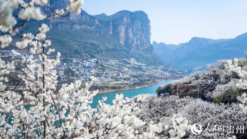 Bunga Ceri Bermekaran di Guizhou
