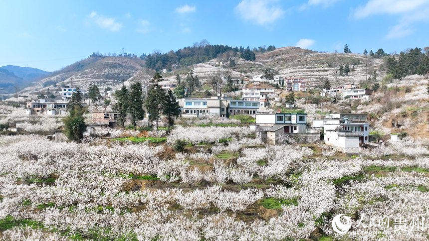 Bunga Ceri Bermekaran di Guizhou