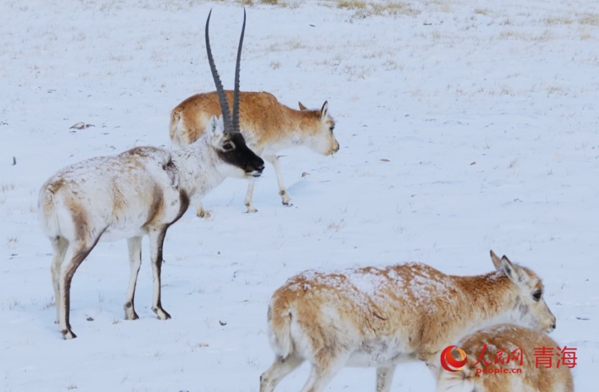 Foto memperlihatkan antelop Tibet di Rizab Alam Semula Jadi Kebangsaan Hoh Xil di Provinsi Qinghai, barat laut China. (People’s Daily Online/He Yong)