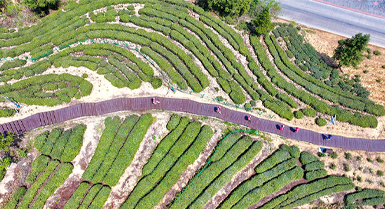 Kebun Teh Purba di Anhui Gabung Elemen Tradisi, Pelancongan