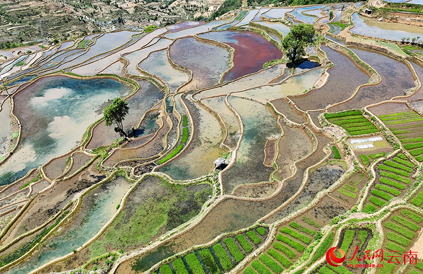 Persediaan Membajak Musim Bunga Ubah Pemandangan Sawah Teres di Yunnan