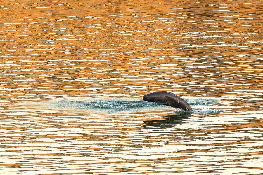 Foto yang diambil pada 5 Januari 2025 ini memaparkan seekor ikan lumba-lumba tanpa sirip Yangtze berenang di Empangan Gezhouba di bandar Yichang, provinsi Hubei, tengah China. (Xinhua/Xiao Yijiu)