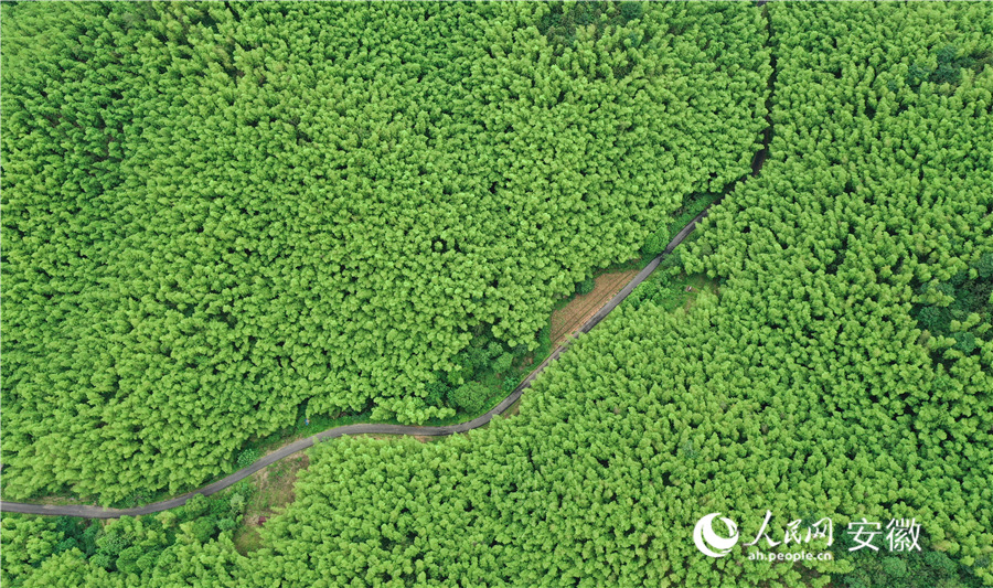 Hutan buluh di Guangde, provinsi Anhui, timur China. (People's Daily Online/Zhang Jun)