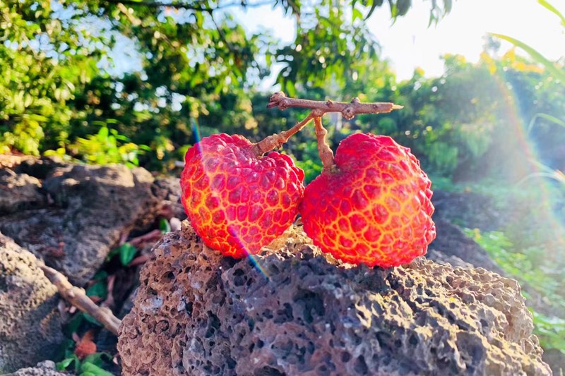 Foto memperlihatkan laici di kawasan volkano di Haikou, Provinsi Hainan, di selatan China. (Oleh Yao Miaojuan)