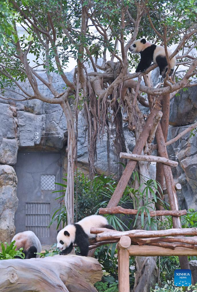 Anak panda gergasi betina, Jia Jia (bawah) dan anak panda gergasi jantan, De De sedang bermain di kawasan Pengembaraan Panda Gergasi di Ocean Park Hong Kong di selatan China pada 27 Mei 2025. Anak panda gergasi tempatan pertama itu dinamakan Jia Jia dan De De menerusi pengumuman di Ocean Park Hong Kong pada Selasa.  Sepasang anak panda gergasi itu dilahirkan pada Ogos lalu dan merupakan cahaya mata kepada Ying Ying dan Le Le, iaitu panda gergasi yang dihadiahkan oleh kerajaan pusat kepada Wilayah Pentadbiran Khas Hong Kong (HKSAR). (Xinhua/Chen Duo)