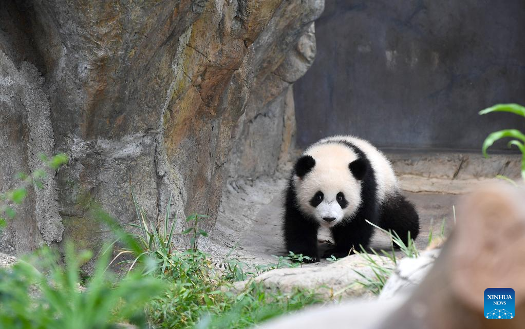 Anak panda gergasi betina, Jia Jia sedang bermain di kawasan Pengembaraan Panda Gergasi di Ocean Park Hong Kong di selatan China pada 27 Mei 2025. Anak panda gergasi tempatan pertama itu dinamakan Jia Jia dan De De menerusi pengumuman di Ocean Park Hong Kong pada Selasa.  Sepasang anak panda gergasi itu dilahirkan pada Ogos lalu dan merupakan cahaya mata kepada Ying Ying dan Le Le, iaitu panda gergasi yang dihadiahkan oleh kerajaan pusat kepada Wilayah Pentadbiran Khas Hong Kong (HKSAR). (Xinhua/Chen Duo)