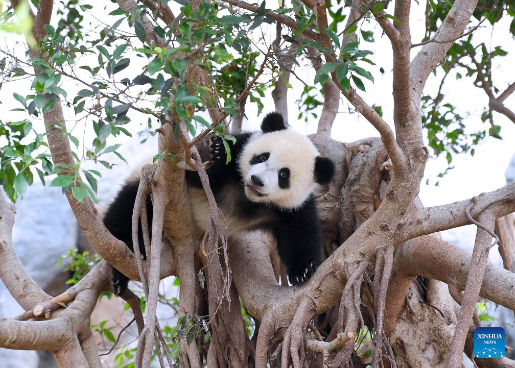 Anak panda gergasi jantan, De De sedang bermain di kawasan Pengembaraan Panda Gergasi di Ocean Park Hong Kong di selatan China pada 27 Mei 2025. Anak panda gergasi tempatan pertama itu dinamakan Jia Jia dan De De menerusi pengumuman di Ocean Park Hong Kong pada Selasa.  Sepasang anak panda gergasi itu dilahirkan pada Ogos lalu dan merupakan cahaya mata kepada Ying Ying dan Le Le, iaitu panda gergasi yang dihadiahkan oleh kerajaan pusat kepada Wilayah Pentadbiran Khas Hong Kong (HKSAR). (Xinhua/Chen Duo)