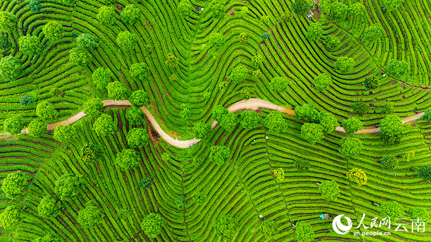 Foto bertarikh 26 Mei 2025 ini memperlihatkan sebuah kebun teh ekologi berteres membentuk pemandangan seperti cap jari di kampung Paliang, pekan Mengma, Kaunti Autonomi Wa, Lahu dan Dai Menglian di bandar Pu’er, Provinsi Yunnan, barat daya China. (People’s Daily Online/Hu Zunhui)