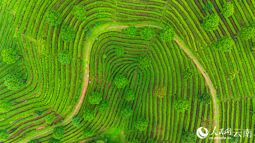 Pemandangan Udara Kebun Teh Berteres di Yunnan Bak Cap Jari