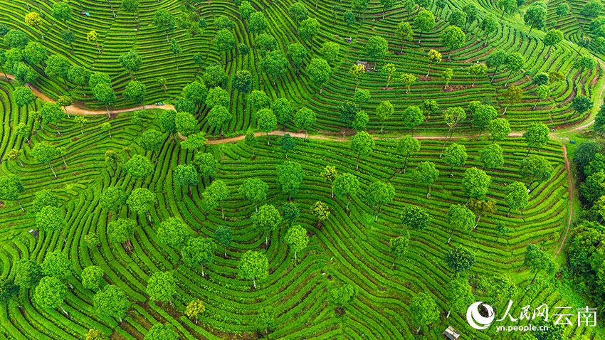 Pemandangan Udara Kebun Teh Berteres di Yunnan Bak Cap Jari